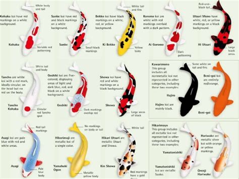 Where Can I Sell My Koi Fish? - 5 Tips About Selling Koi