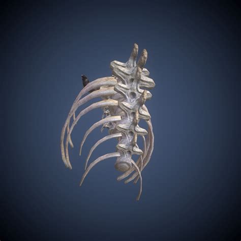 3d Skeleton Dragon Model