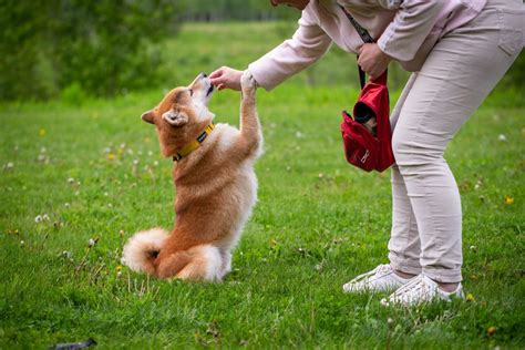 Shiba Inu Training Made Easy: Proven Methods For A Well-Behaved Dog