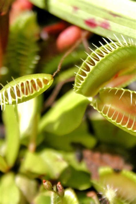 Carnivorous Plants Eating Mouse