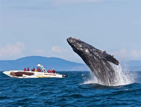 The Whalers of Victoria, BC, Canada: A History of Whaling and ...