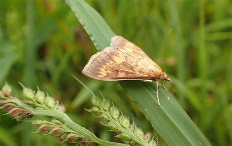 Mating secrets uncovered in European corn borer moths - Earth.com