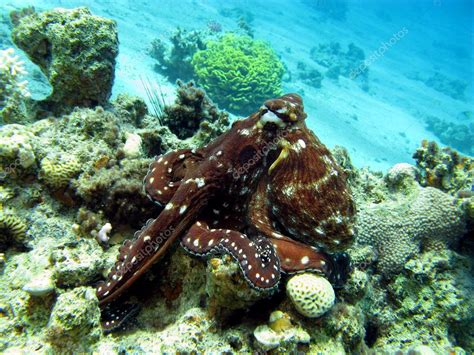 Coral reef with octopus — Stock Photo © mychadre77 #10053534