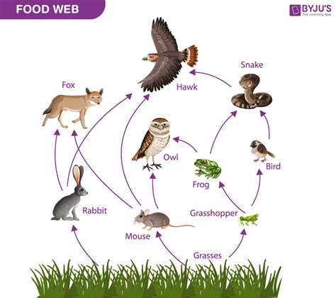 Food Chains: An Essential Piece in the Ecosystem Puzzle