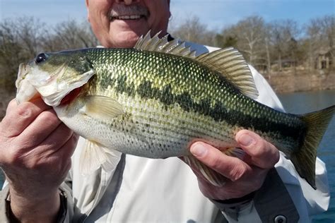 Spotted Bass vs. Largemouth Bass: All You Need to Know