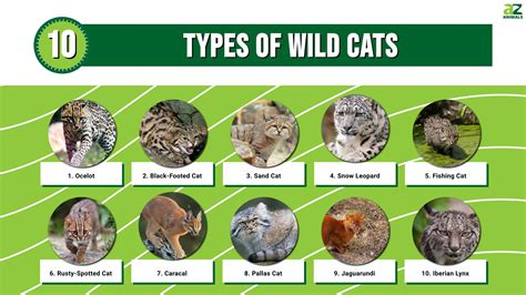 10 Types Of Wild Cats - A-Z Animals