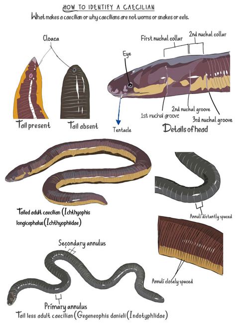 Caecilian - identification characteristics by Udithraj on DeviantArt