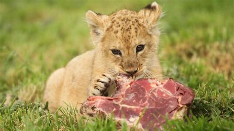 Gallery For > Lion Eating Steak