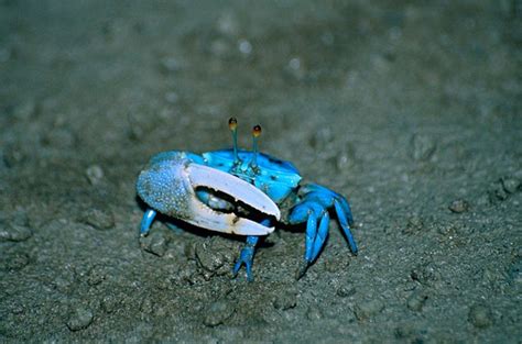 Tips for Keeping Fiddler Crabs in Your Brackish Tank | PetGuide