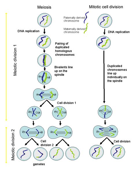 The Cell: The Histology Guide