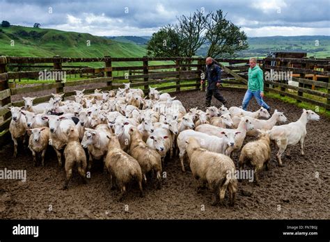 Two Sheep Farmers Herding Sheep, Sheep Farm, Pukekohe, New Zealand ...