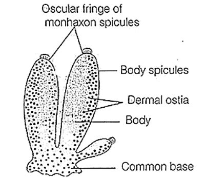 Sycon: Classification, Habitat, Structure & Characteristics