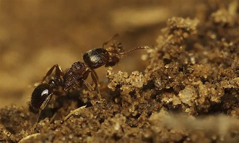 Pavement Ants: Identification, Bites, habitat & Control - Ant Hacks