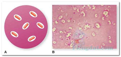 Prokaryotic Cell Structure