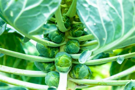 How to Grow Brussel Sprouts