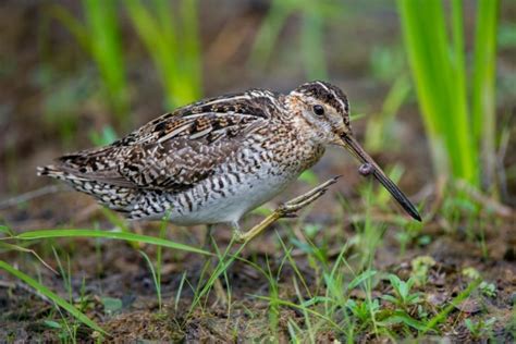 What Is Snipe Hunting? - GreatOut