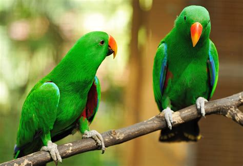 Eclectus Parrot - Aviculture Hub