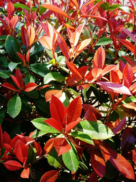 Outdoor Landscaping using Red Tip Photinia Shrubs in Texas ~ Good Idea ...