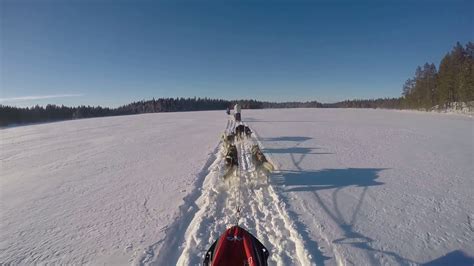 Husky dog sleigh ride in swedish lapland - YouTube