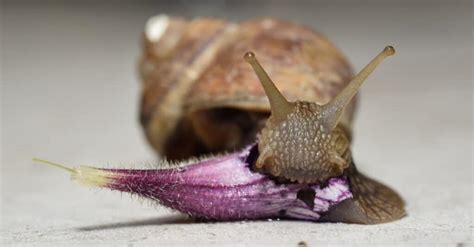 Is A Snail an Insect, Bug, or Something Else? - A-Z Animals