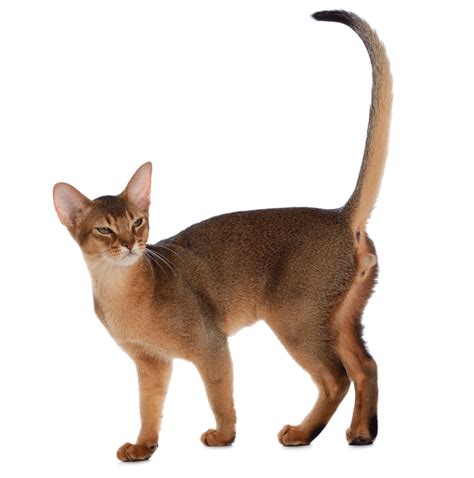 Abyssinian Breeders Australia | Abyssinian Info & kittens