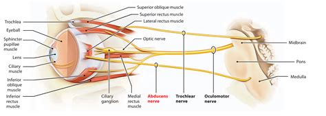 The 12 Pairs of Cranial Nerves – Earth's Lab