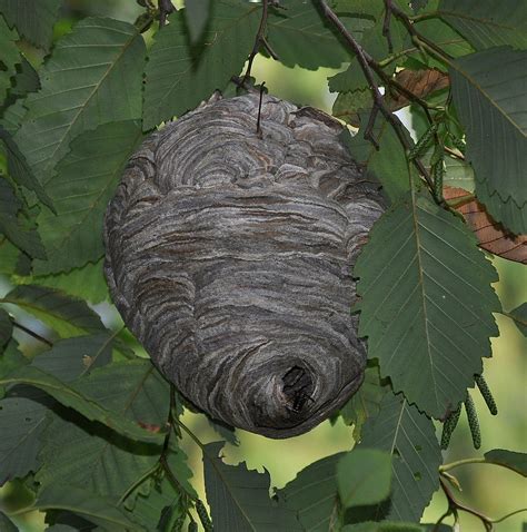 Paper Wasp Nest Vs Hornet Nest