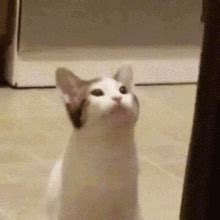 Pop Cat Full GIF - Pop Cat Full - Discover & Share GIFs