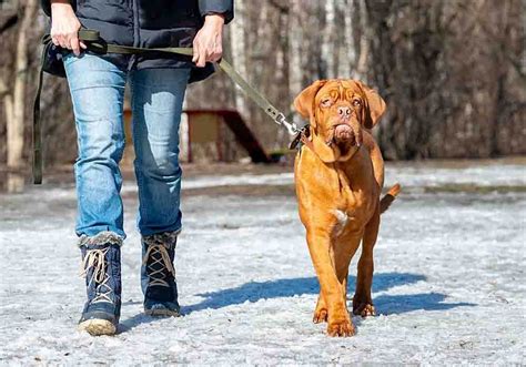 Mastiff Training Tips: Stop Jumping, Biting & Chewing