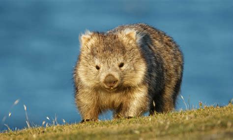 Wombat Teeth: Everything You Need To Know - A-Z Animals