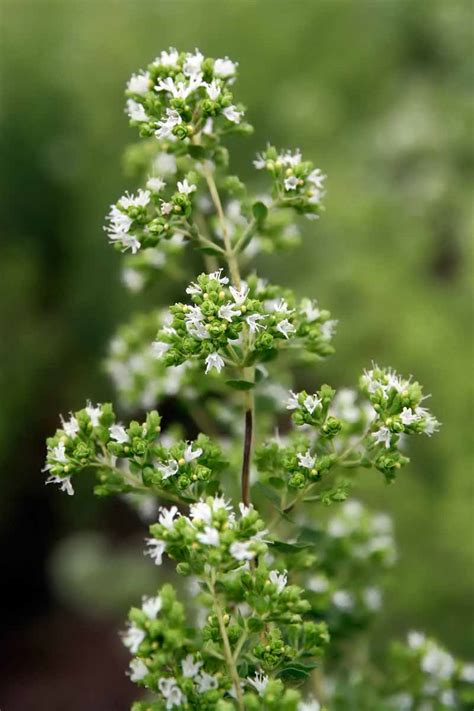 How to Plant and Grow Oregano | Gardener’s Path