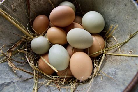 5 Chicken Breeds That Lay Blue Eggs (Ultimate Guide) - The Hen's Loft