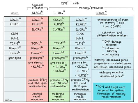 Memory T Cells