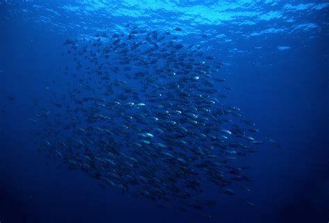 About Skipjack Tuna Fish Biology and Habitat - Tuna Skipjack Frozen ...