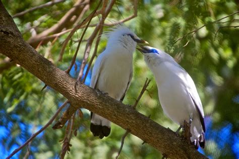 Mengenal Burung Jalak Bali - Pesona Nusantara