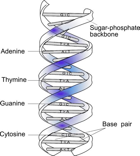 Full Form OF DNA