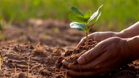 Healthy Soil: The foundation of organic farming – OCIA