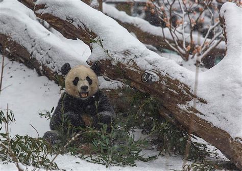 Adorable Pandas Playing in the Snow