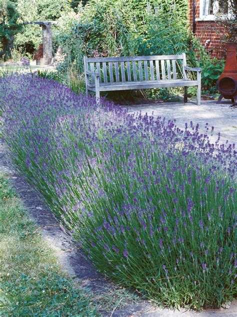 Create and Care For a Lavender Hedge | Lavender hedge, Garden ...