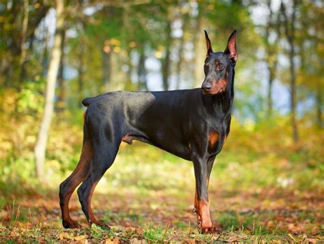 All the Colors and Types of the Doberman Pinscher – Doberman Planet