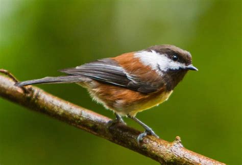 Chestnut-Backed Chickadee: Identification, Common Locations, Diet, and ...