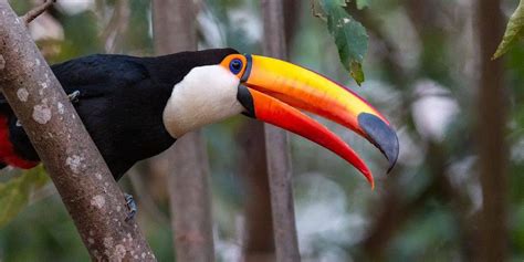 Do Toucans Have Predators? | Hutch and Cage