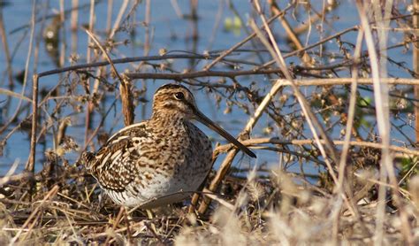 Woodcock and Snipe Walk (FULL) — Madison Audubon