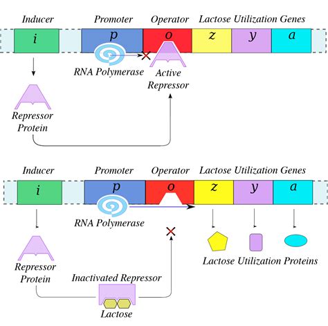 demora pitada coração perdido lac operon sequence dela dedo confuso