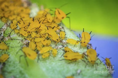 Yellow Aphids Macro Photograph by Ezume Images - Fine Art America