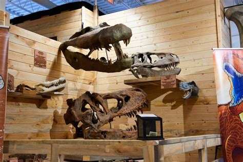 T-Rex at Tanger: Fossil museum expands at new location – The Appalachian