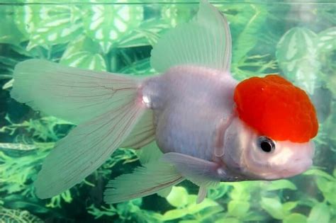 Fancy Goldfish Types, Tank, Care Guide and Much More... | Fishkeeping World