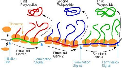 Polycistronic mRNA Definition - Protein Synthesis | Protein synthesis ...