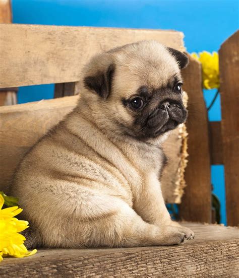 Pug Puppies For Sale | Florida City, FL #291355 | Petzlover