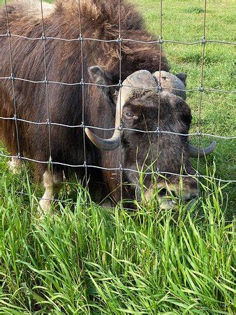 Musk Ox Farm (Palmer) - 2021 All You Need to Know BEFORE You Go (with ...